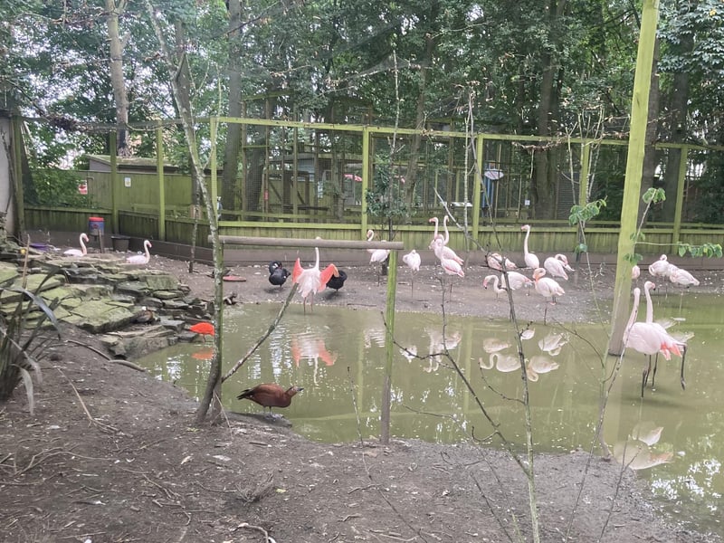 Flamingos, scarlet ibis and other colourful birds all living in harmony.