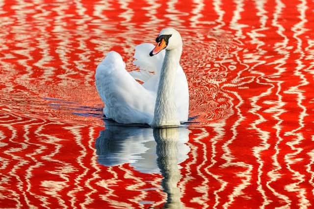 Swan, by Virginia Grey.