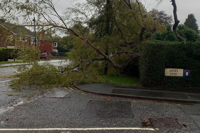 This photo submitted to the Scarborough News shows how the strong winds were causing trees to fall.