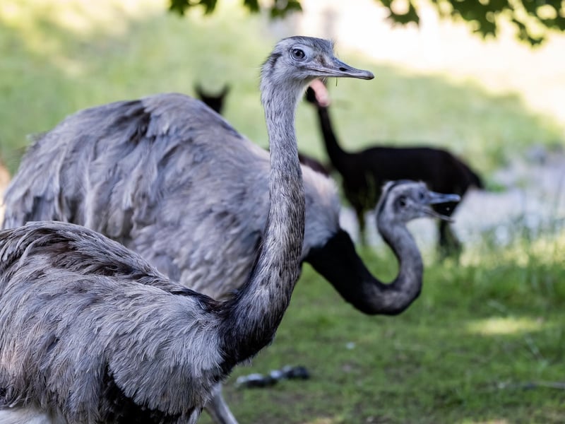 There are a number of weird and wonderful animals to learn about at Sewerby Hall's zoo.