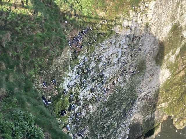 Birds such as Razorbills and Guillemots only come to shore to nest and breed, spending the rest of of their lives at sea,