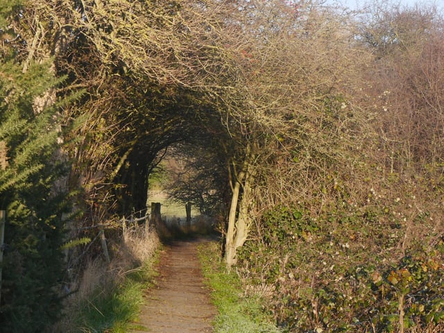 Tree archway on Ruswarp Fields, near Whitby, by Maggie Lambert.