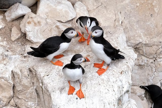 Puffins gather together on the cliffs.