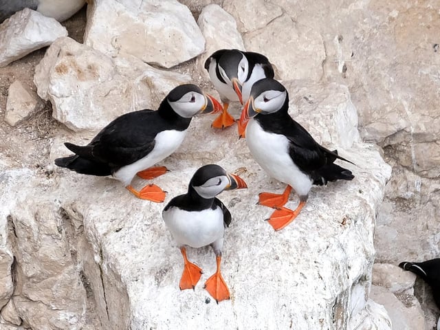 Puffins gather together on the cliffs.