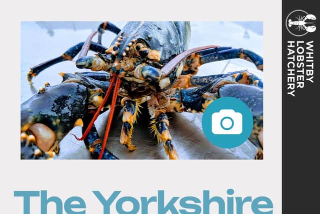 Yorkshire Lobster Survey Launch Poster
