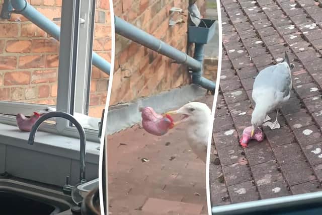 Steven the seagull was captured in the act by shocked homeowner Dawn Humphrey, 61, on Saturday August 16 - Credit: Dawn Humphrey / SWNS
