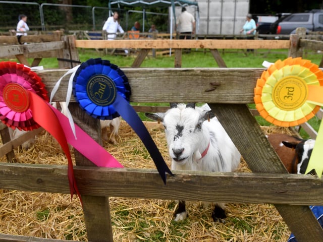 Rosettes on display