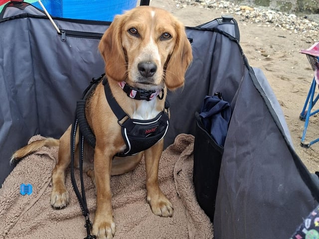 Winifred enjoying the beach.
