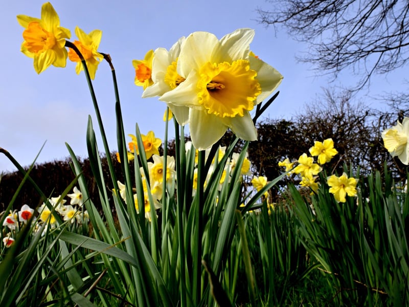 Daffodils smiling at the sun.