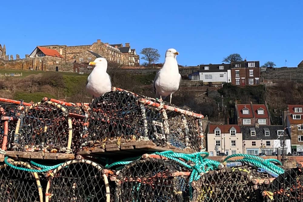 A photograph of seagulls In Whitby. The council has developed plans for an urban gull strategy outlining a long-term approach to managing birds.