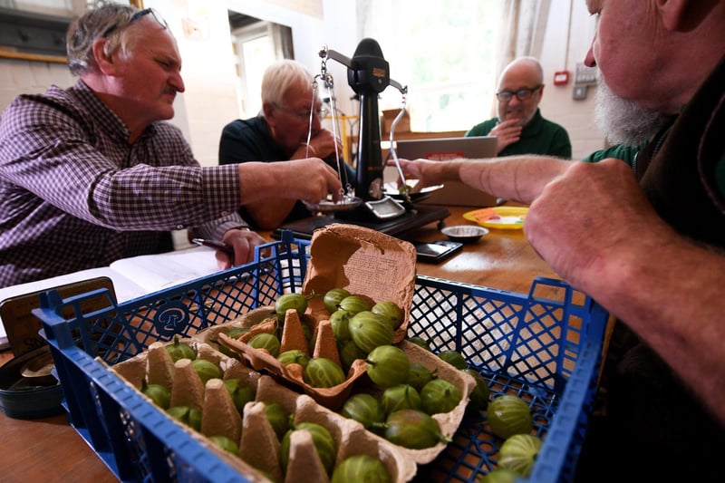 Judges are pictured weighing and judging the gooseberries.