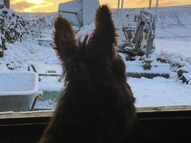 This donkey was left wondering where the snow suddenly came from!