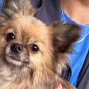 The page will have posts that contain photographs of the dog as well any relevant details.