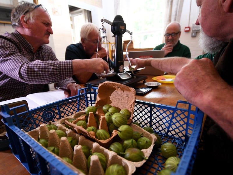 The 224th Gooseberry show by the Egton Bridge Old Gooseberry Society, at Egton Bridge will take place on August 5. The show is free to attend and is open to the public from 2 PM. There will be music playing in the afternoon from 4:30 PM provided by the ever popular Eskuleles and the prize giving will begin at 6 PM.
