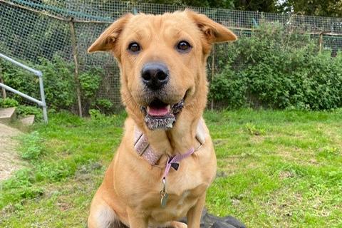 Honey is a five-year-old Labrador Cross Sharpei who is a very sweet natured and friendly little girl that came to the centre via an inspector. Honey is a happy dog who has such enthusiasm for life. She is looking for adopters who lead an active lifestyle and will take her on lots of exciting walks and adventures. Honey loves her time with her people so will need adopters who will not leave her on her own for long periods. She will make the family lucky enough to adopt her a very loyal and loving best friend.