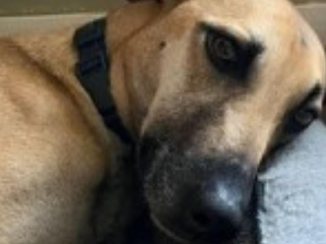 Blitzen is a three/four year old medium size cross. She's a little shy, but has a gentle nature and walks well on a lead.
Call Bob on 01947 810787 to enquire.