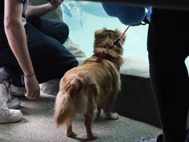 A little four legged friend is captivated by the aquarium.