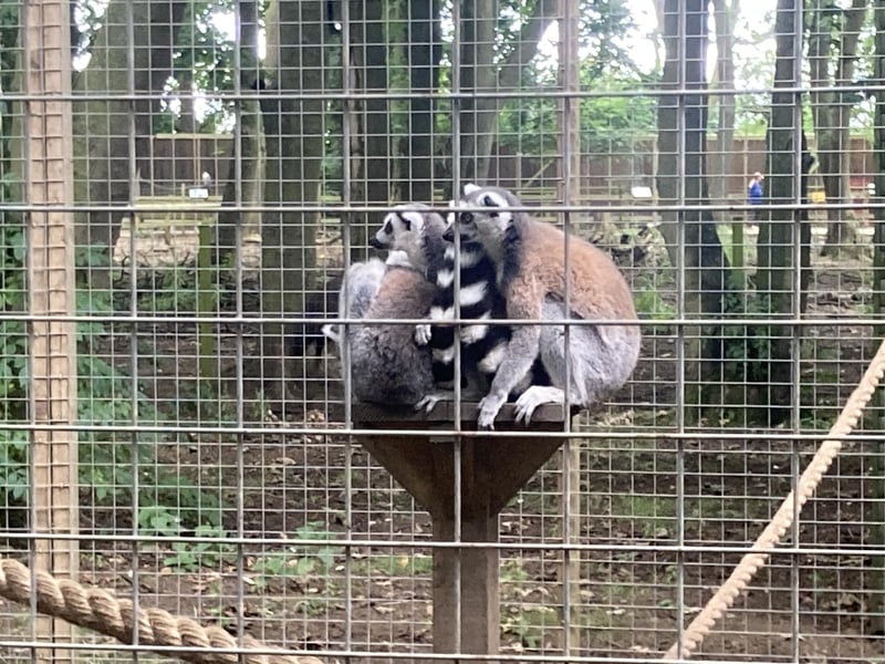 A family of lemurs huddling up high.