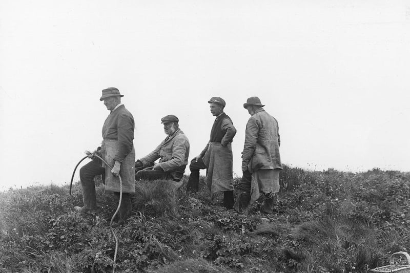 A group of men gathering gulls' eggs from the cliffs at Bempton circa 1900.
