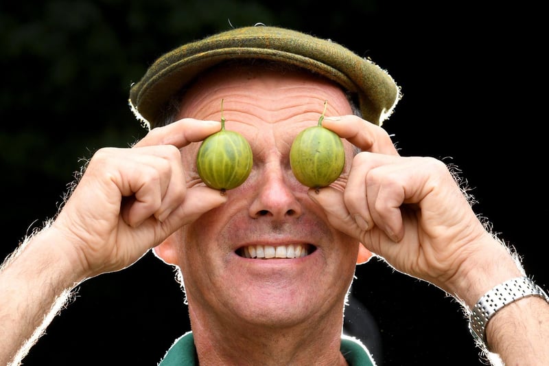 Graeme Watson, the Chairman of the Egton Bridge Old Gooseberry Society, checks one of his gooseberries.