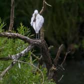 Young Spoonbills at Fairburn Ings, near Leeds.