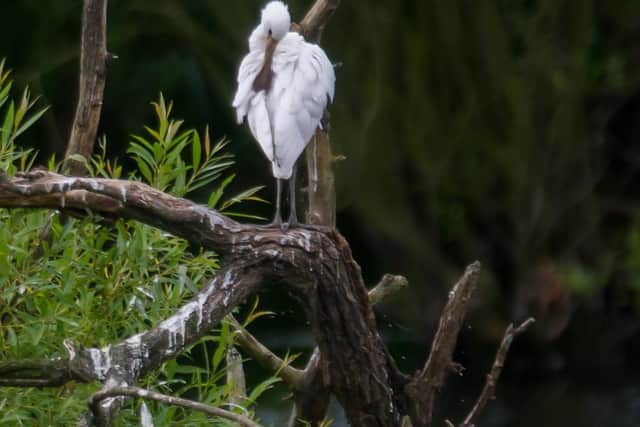Young Spoonbills at Fairburn Ings, near Leeds.