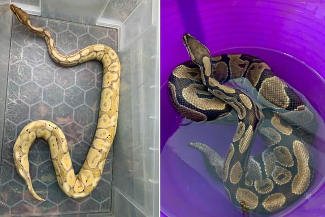Three snakes were dumped in total across two days. (Photo: North Yorkshire Police)
