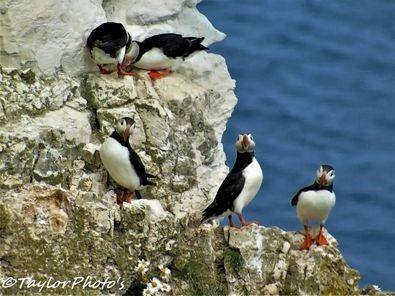 This group of puffins are posing beautifully on Bempton Cliffs.