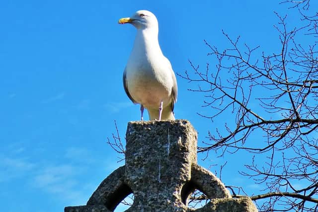 A gull keeps watch at Carlin How. photo: Stuart Bell