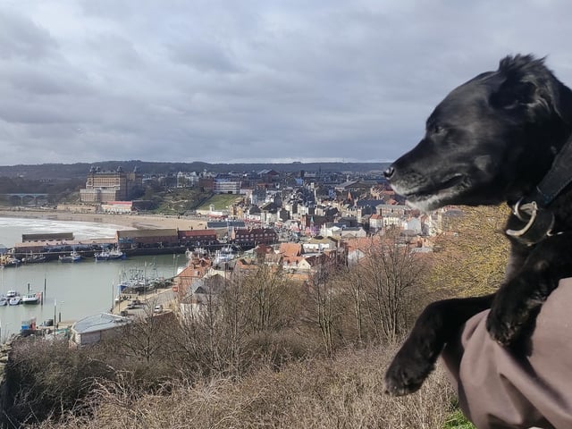 Dog enjoying the view across Scarborough, by Dawn Humphrey.