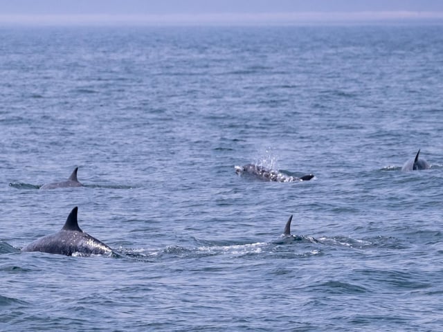 Pods of dolphins can sometimes be seen on the Yorkshire Belle, and are always a magical sight.