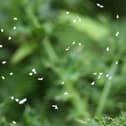 Tiny white flies have been spotted swarming in their thousands across Scarboorugh