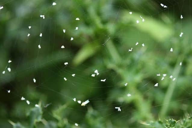 Tiny white flies have been spotted swarming in their thousands across Scarboorugh