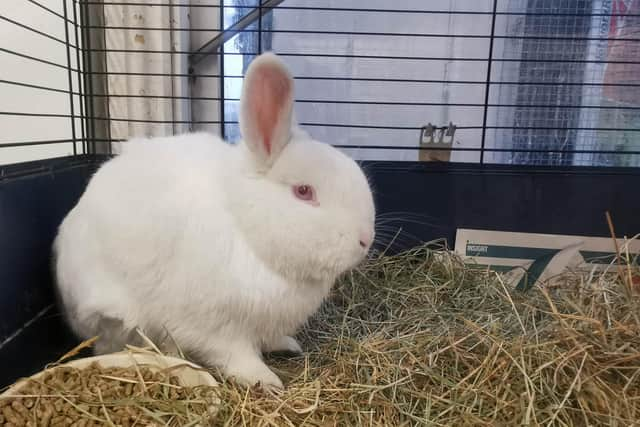 Whitby Wildlife Sanctuary has a number of abandoned rabbits looking for loving homes.