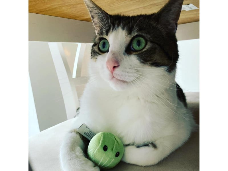 This beautiful cat is called Marley, who was rescued from Caring for Cats Yorkshire and Humber and now currently lives in Scarborough.