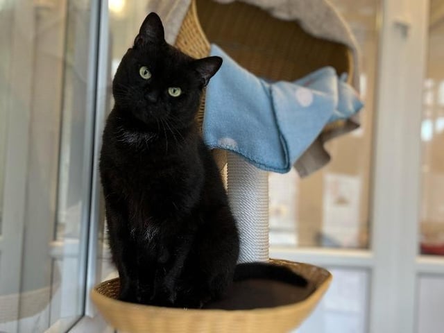 Simba is a six-year-old Domestic Shorthair, currently residing at the RSPCA in Bridlington. He is ready for a new home where he can spend a lot of time outdoors, in a place where not many cats visit. He is not a huge fan of cats and he really loves to burn off all of his energy outside and exploring. He isn't keen on a lot of attention - he's very independant - but he accepts being stroked and handled. If he's not sleeping on his scratching post or eating, he's usually very eager to get outside into our cat-safe courtcard to burn off his energy. He could live in a home of children above teenager age, as long as he has his own space and can explore most of the time. If you are interested, call 07712 459857.