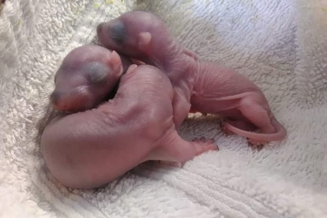 Whitby Wildlife Sanctuary say to expect baby squirrels (kits) from February onwards. They will need rescuing if they are caught by a cat, have an injury or is noticeably thiin, weak or dehydrated.