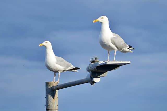 Gulls enjoy the evening sunshine, by Aled Jones.