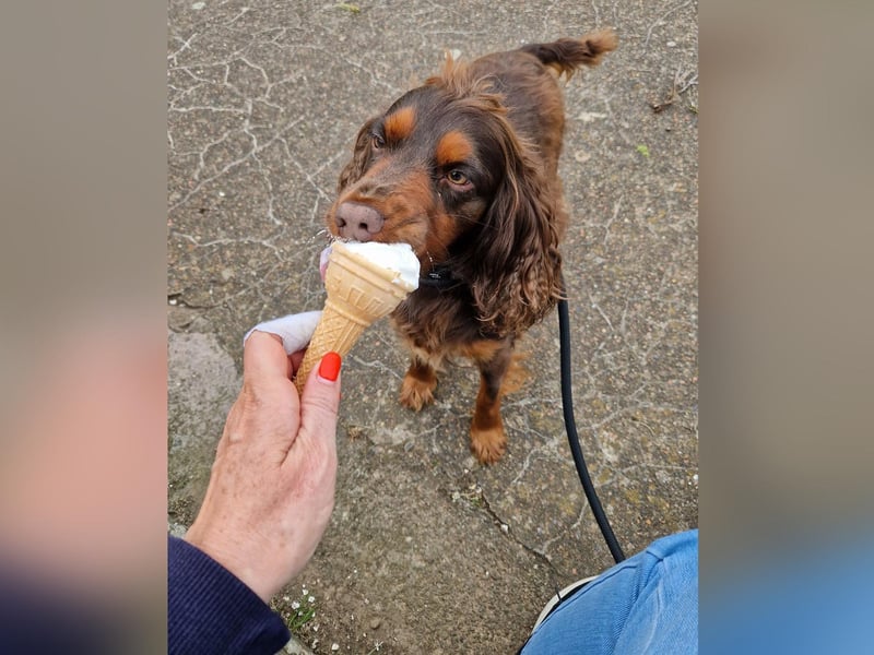 Bonnie enjoying an ice cream, picture by Sarah Green.