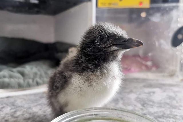Whitby Wildlife Sanctuary say seabird chicks can be expected from June onwards. They say specialist seabird chicks will nearly always need rescuing if found grounded, waterlogged or beached.