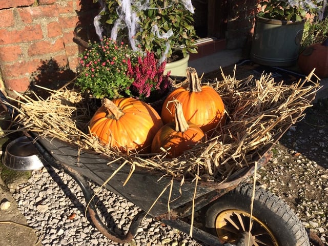Award-winning glamping site Humble Bee Farm at Flixton, between Scarborough and Filey, will be open for its annual half-term Pumpkin Patch and Halloween Trail event from October 22 to 29. This year promises to be full of pumpkin carving fun and spooky excitement with new elements to the event!
Time slots are 10am, 11am, 12noon or 1pm subject to availability.