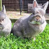 The summer fair will take place at Sewerby Methodist Church on August 10. Photo courtesy of Acorn Rabbit Rescue.