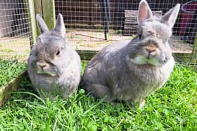 The summer fair will take place at Sewerby Methodist Church on August 10. Photo courtesy of Acorn Rabbit Rescue.
