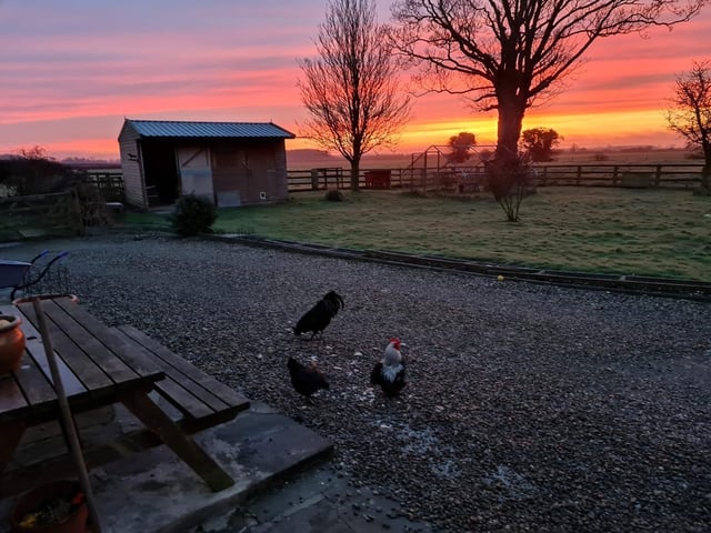 These chickens enjoying the sunrise.