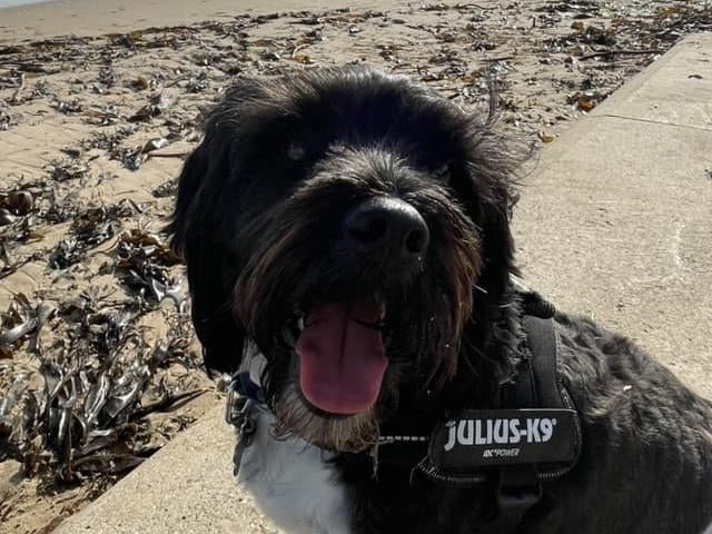 Harry enjoying a beach day.