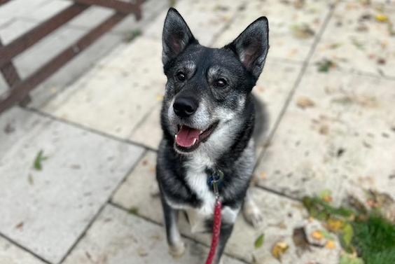 Cheddar is a three-year-old Husky Crossbreed who came to the centre via an inspector after his welfare had become compromised. Unfortunately Cheddar has had a pretty tough life up to now and he is now looking for a second chance. Once Cheddar gets to know you he is a very affectionate boy who loves to be with his people. He is a very loyal dog who will make a wonderful best friend for the right person.