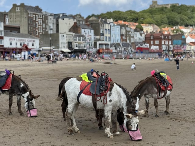 South Bay donkeys stop for a well-deserved lunch break, by Peter Hunt.