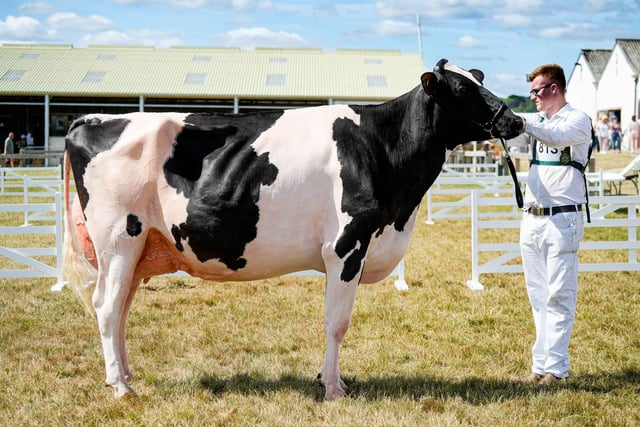 Dairy Supreme Champion - Holstein Futureproof Sidekick Squaw, with handler James Robinson, from J & K Robinson and the Coates Family