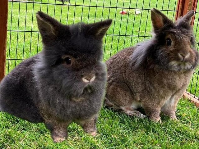 Frizzle and Patch are two gorgeous Lionhead rabbits who are about three years of age.  They are both friendly but also fairly timid rabbits who have previously been used to living indoors, but are now getting used to living outside with plenty of space to stretch their legs and run around in. They come as a pair so will needs lots of space. They are both neutered, microchipped and vaccinated.