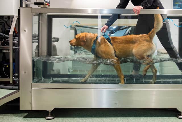 Bracken in the hydrotherapy pool.